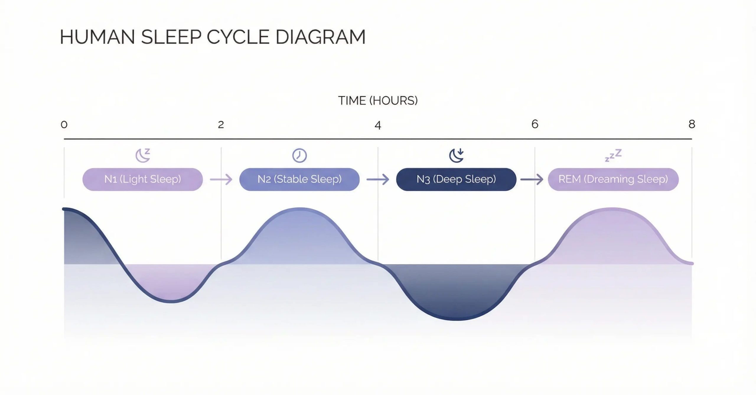 Diagram showing human sleep cycle stages including REM sleep across a typical night